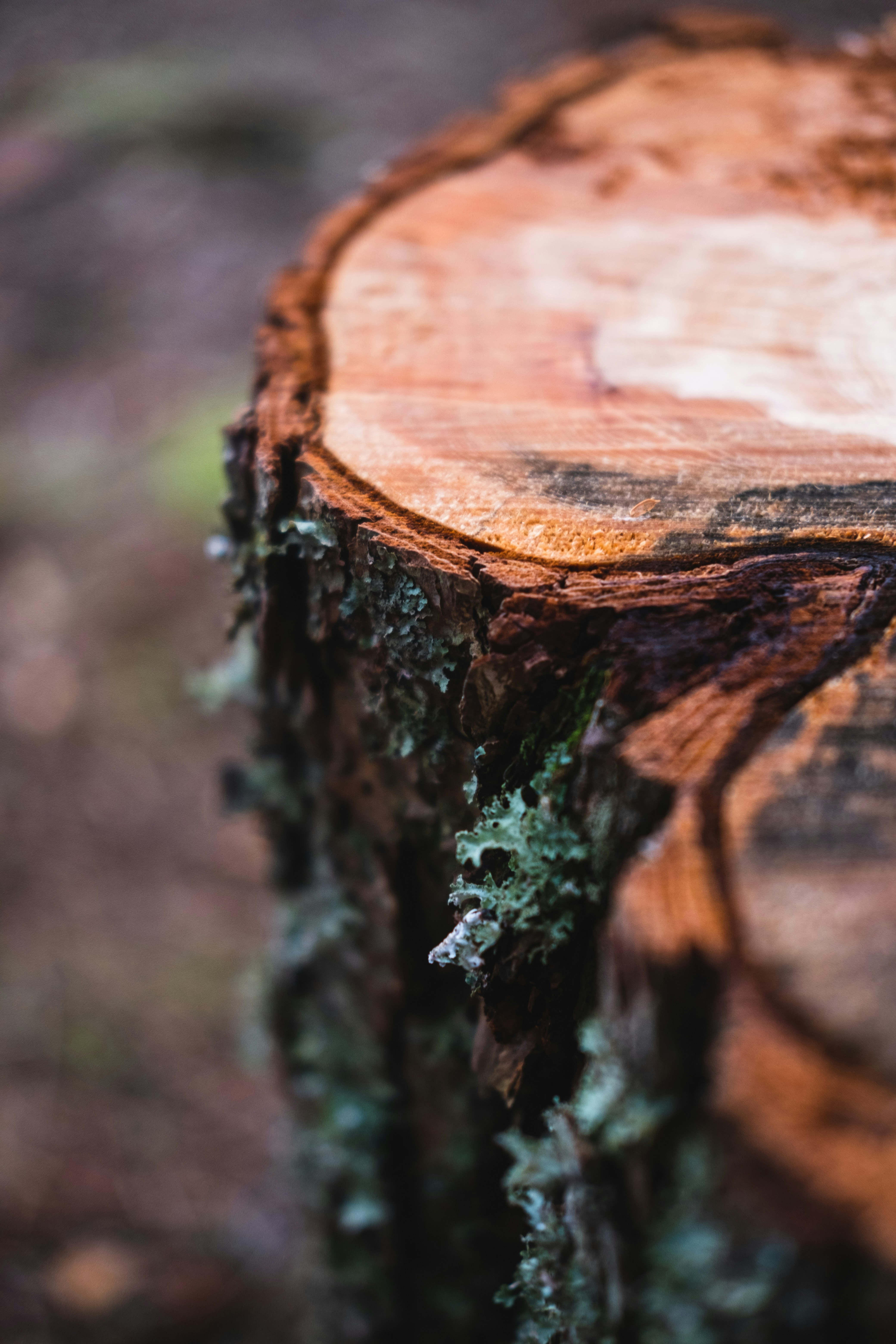 brown and black wood log